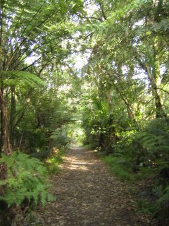 The bush trail to Cascade Falls